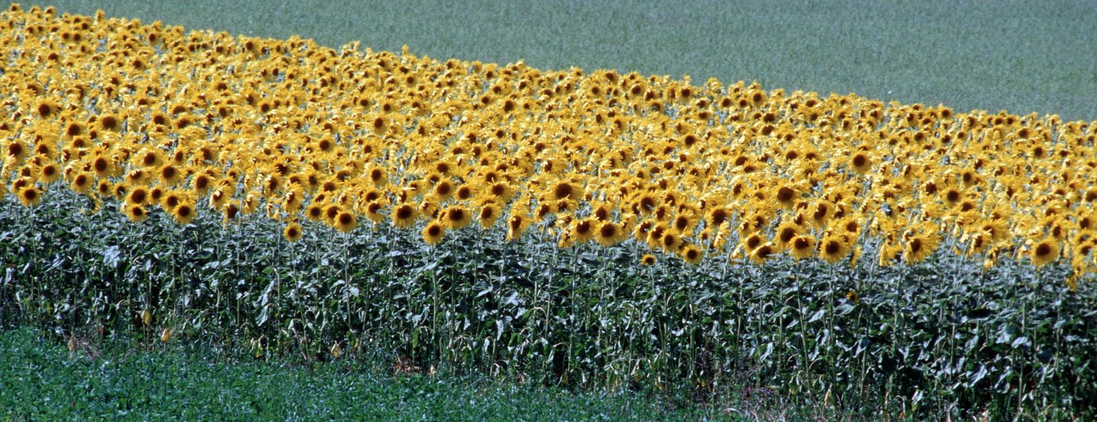 Feld mit Sonnenblumen.