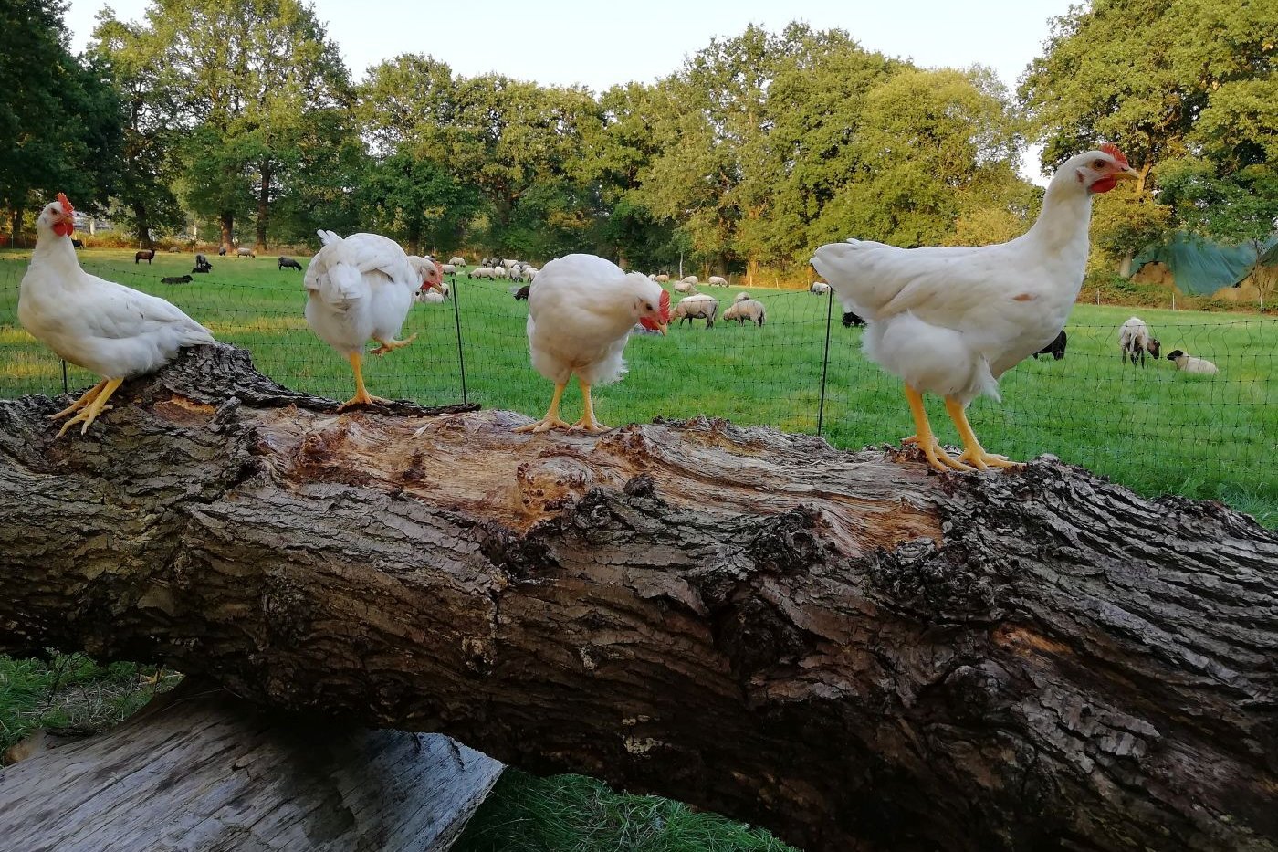 Hühner auf einem Baumstumpf