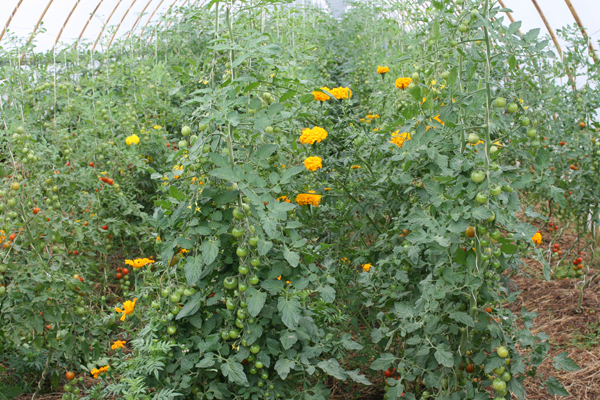 Tomatenpflanzen im Folientunnel. Klick führt zu Großansicht in neuem Fenster.