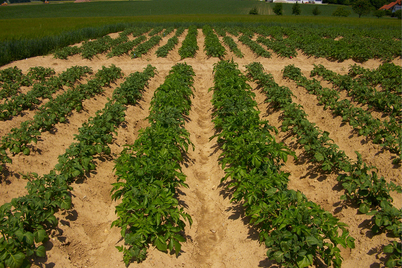 Kupferminimierungs- und Vermeidungsstrategien im Öko-Kartoffelbau