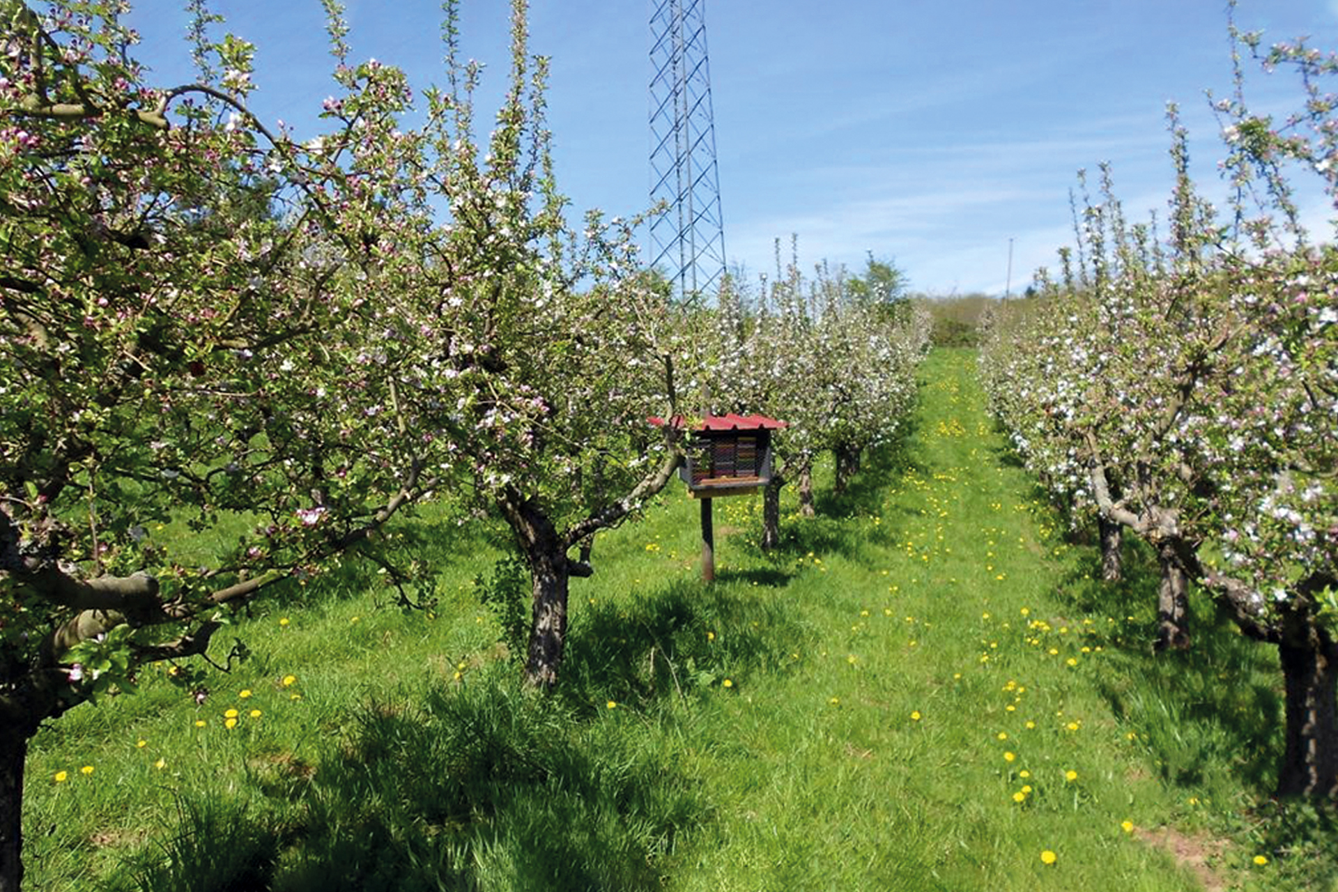 Biologischer Pflanzenschutz als Ökosystemleistung im Apfelanbau