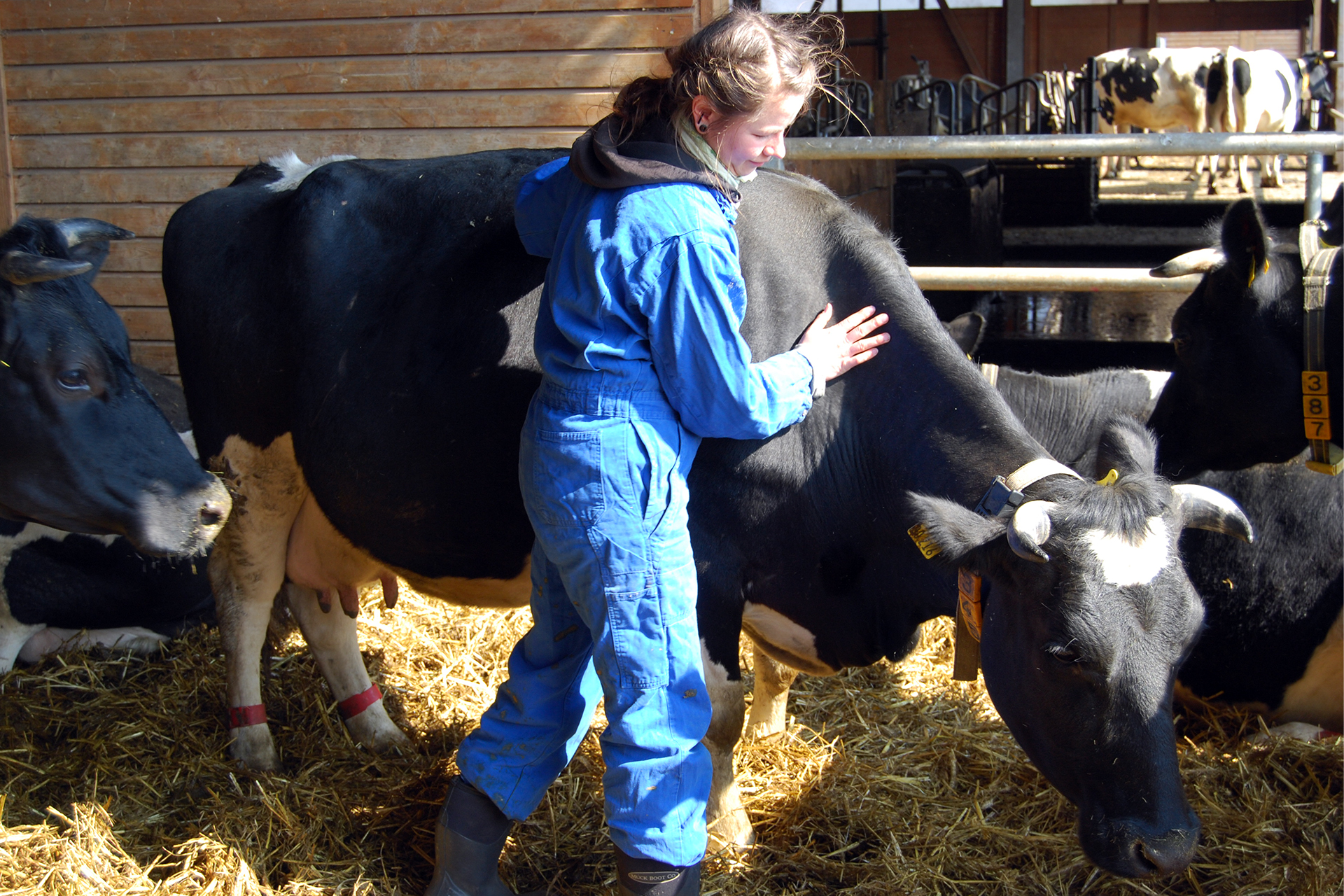 Eutergesundheit, Mensch-Tier-Beziehung und Management in Öko-Milchviehherden