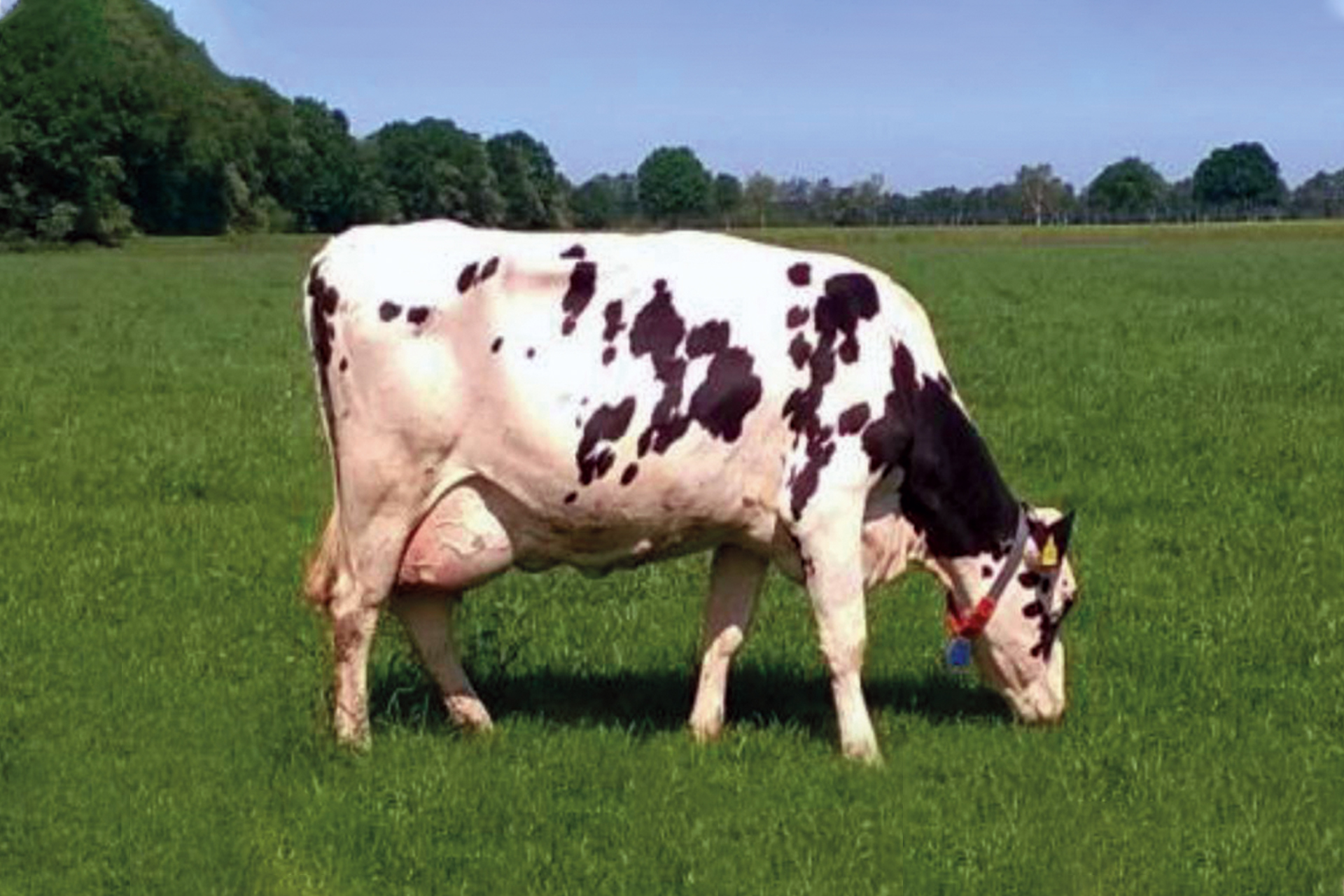 Langlebigere Milchkühe durch Öko-Zuchtstrategien