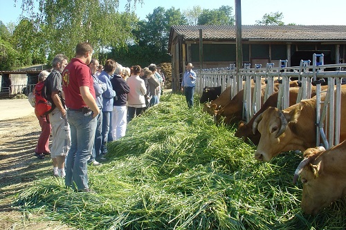 Fressende Kühe mit Bauer und Besuchergruppe. Klick führt zu Großansicht im neuen Fenster.