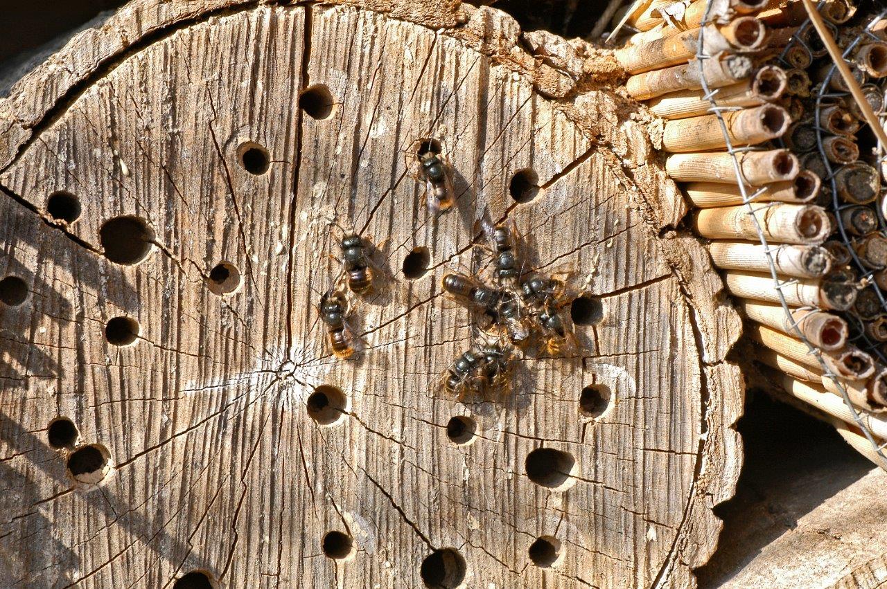 Von Wildbienen besiedeltes Holzstück in einem Wildbienenhaus. Klick führt zu Großansicht in neuem Fenster.