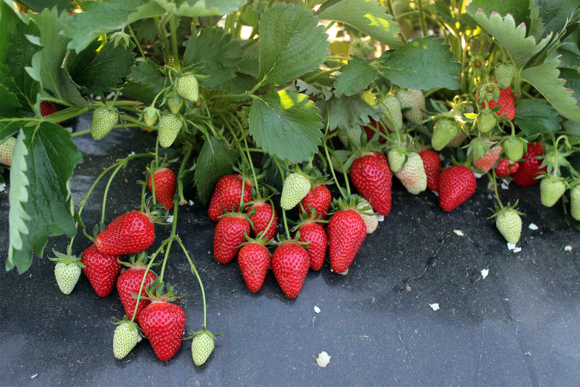 Verbesserte Jungpflanzenproduktion bei Öko-Erdbeeren