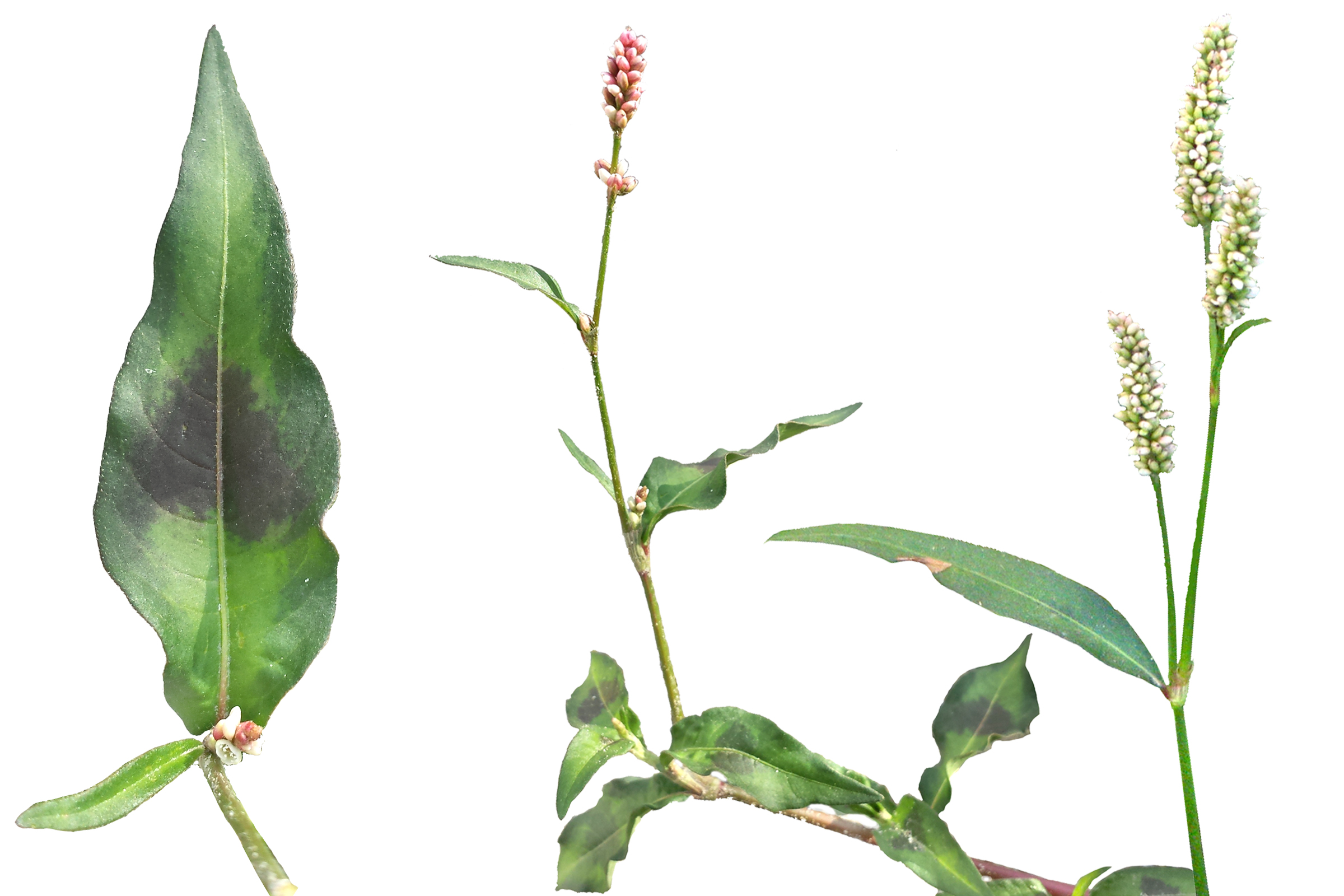 Floh-Knöterich (Polygonum persicaria), Pfirsichblättriger Knöterich
