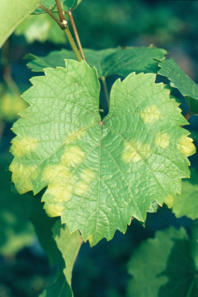 Falscher Mehltau (Perenospora, Plasmopara viticola)