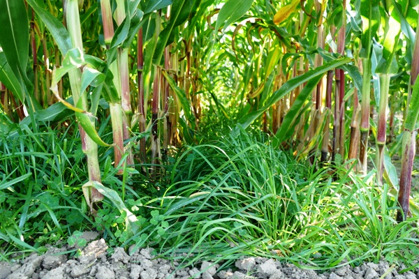 Untersaat im Mais, Foto: Beckhoff