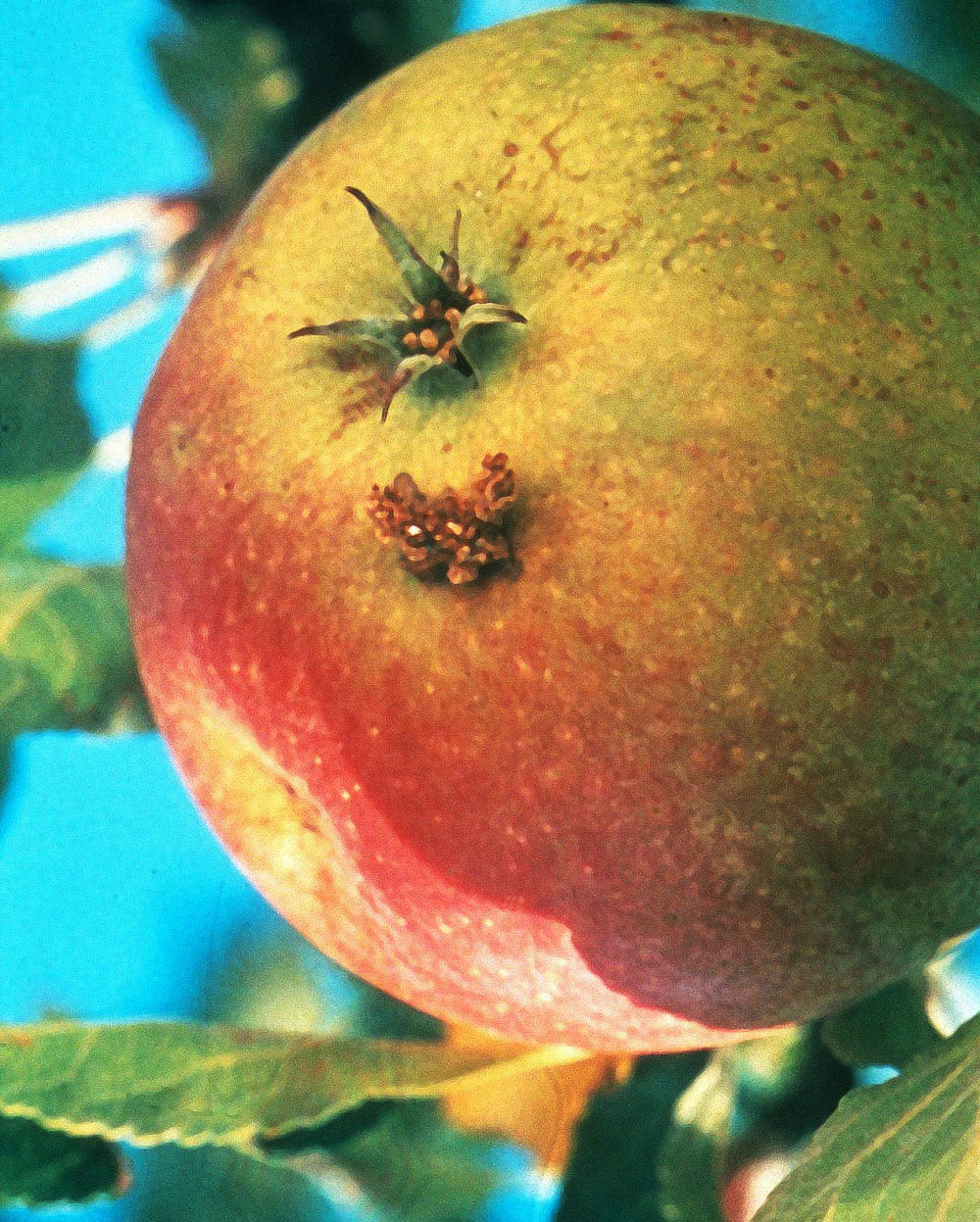 Typisches Schadbild des Apfelwicklers an der Frucht mit austretendem Kot