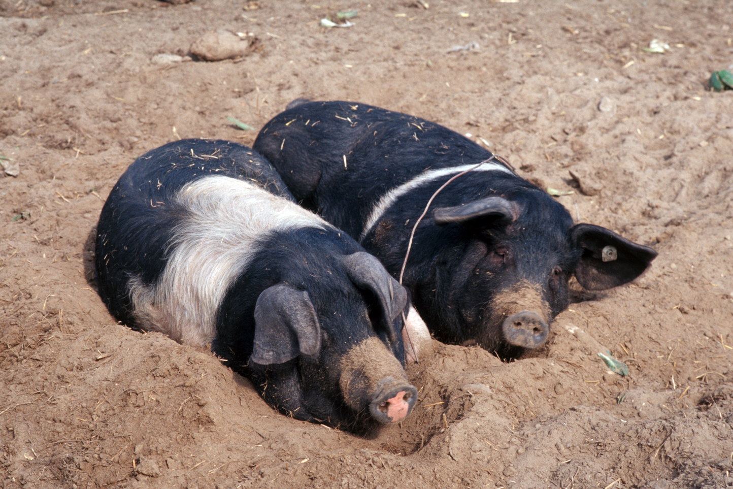 Schweinemast und Ackerfutterbau