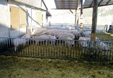Oekolandbau: Ausläufe für Ökoschweine