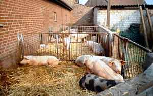 Oekolandbau: Umbau eines herkömmlichen Mastschweinestalls
