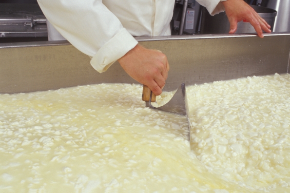 Herstellung von Käse: Die Masse wird zerkleinert. Klick führt zu Großansicht im neuen Fenster.